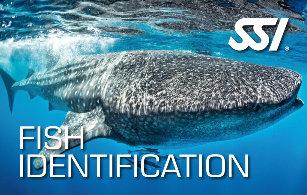 SSI ecology programme fisch identifikation malta